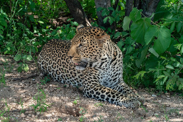 Fototapeta na wymiar Nahaufnahme Leopard