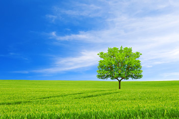 Obraz premium Ecology concept. New life.Tree, field and beautiful sky.