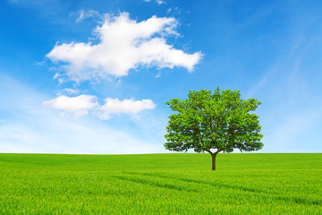 Fototapeta na wymiar Ecology concept. Tree, field and beautiful sky