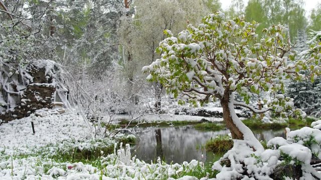 Pond in bonsai Park of the Novosibirsk botanical garden under the snow in late Spring snowfall