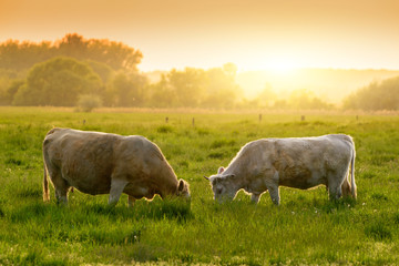 Vaches sur les lumières du coucher du soleil de pâturage