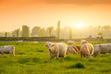 Fototapeta premium Cows on the pasture sunset lights