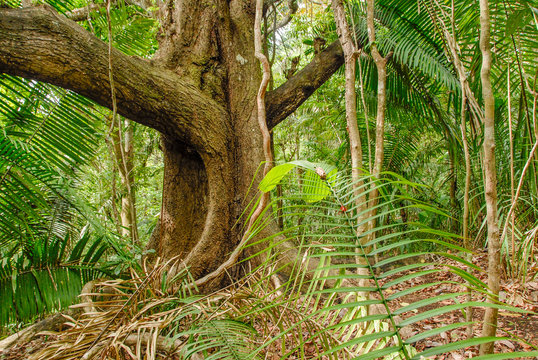 Tropical tree in the jungle of Cabo Blanco in Nicoya Peninsula, Costa-Rica