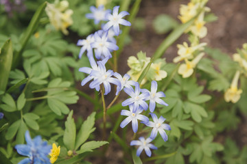 Blue flowers of the Scilla