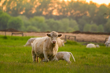 Cow and calf on a field