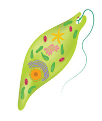 The structure of euglena
