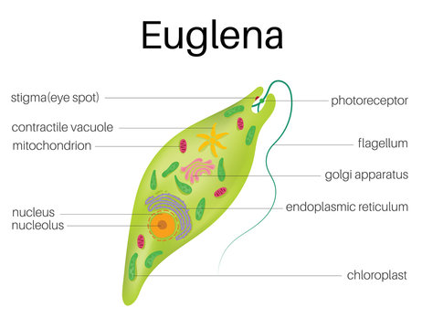 Euglena Images – Browse 958 Stock Photos, Vectors, and Video | Adobe Stock