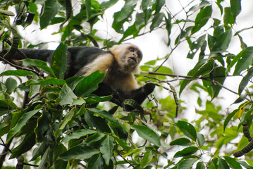 A Capuchin monkey watches from his tree the hikers walking on the way to Corcovado National Park, Costa Rica