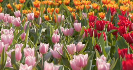 Colorful Tulip flower garden