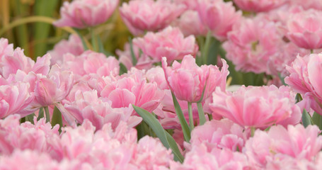 Pink tulip flower field