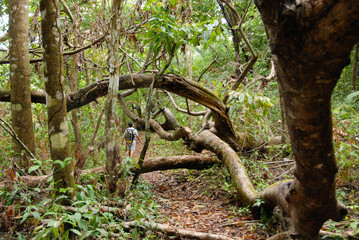 A hiker walks through the jungle among fallen trees on the way to Corcovado National Park