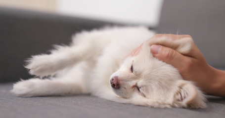 Pomeranian dog sleeping on sofa