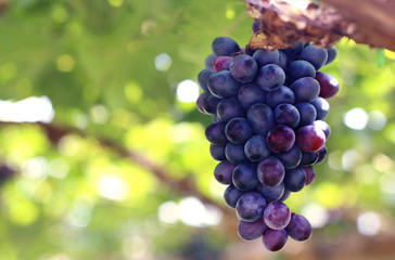 Red grapes with green leaves in the vineyard.