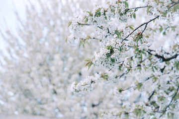 Flowers of the cherry blossoms on a spring day.