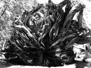 Tangled Roots of a Fallen Giant Redwood Tree