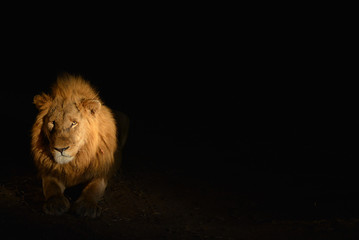 Plakat Lion @ night