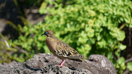 Blue eye dove