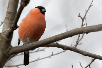 Cute bullfinch is sitting on a tree branch. Animals wildlife. Spring morning. Wild Animals.Wild nature of Ukraine. Closeup. Kiev. Ukraine,