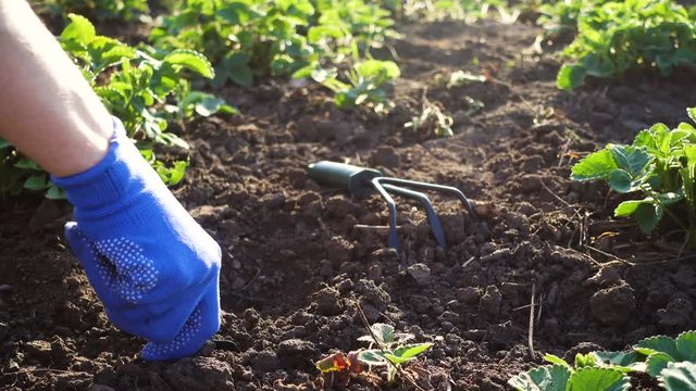 planting strawberries in the garden - hands holding a seedling, watering can and shovel in the background
