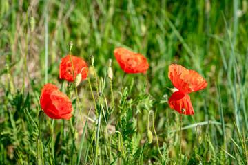 Poppies in the field of Toscana in sunlight