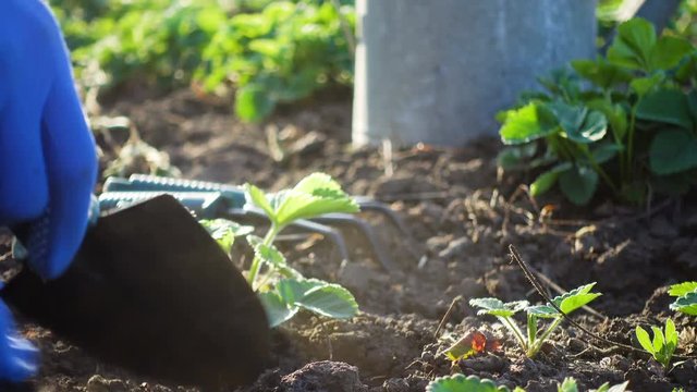 planting strawberries in the garden - hands holding a seedling, watering can and shovel in the background
