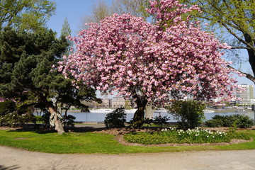 Blühender japanischer Kirschbaum im Rheinpark in Köln mit Rhein.