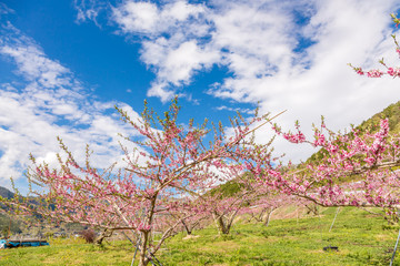 Fototapeta na wymiar 満開の桃の花と山並み