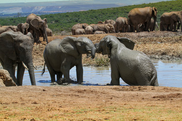 Bawiące się słonie © Wojciech