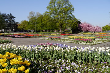 Tulpen und andere Frühblüher im Rheinpark in Köln.