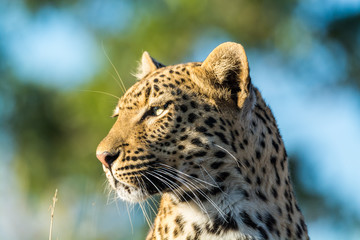 Leopard @ Elephant Plains