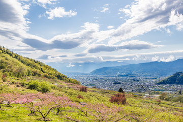 満開の桃の花と山並み