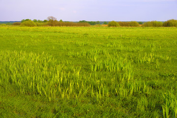 Fototapeta premium Panoramic view of wetlands covered with early spring green grass and woods in Biebrza River wildlife refuge in north-eastern Poland.