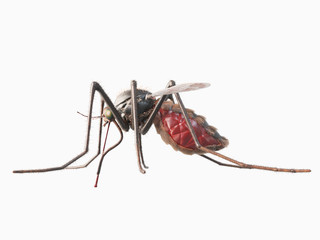 3d rendered, medically accurate illustration of a mosquito