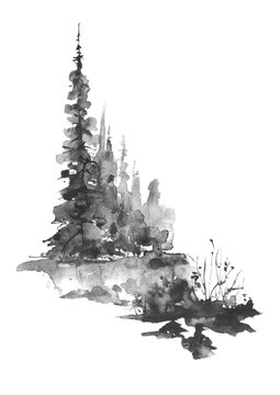 Watercolor group of trees - fir, pine, cedar, fir-tree. black and white forest, countryside landscape. Drawing on white isolated background.