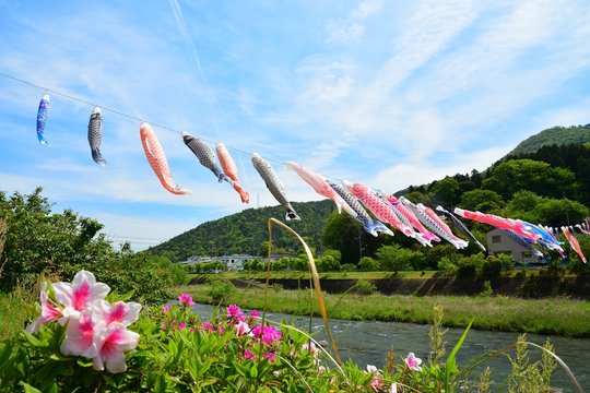 鯉のぼり