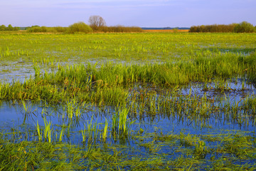 Panoramic view of wetlands covered with early spring green grass and woods in Biebrza River wildlife refuge in north-eastern Poland.