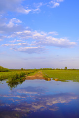 Panoramic view of wetlands covered with early spring green grass and woods in Biebrza River wildlife refuge in north-eastern Poland.