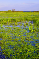 Panoramic view of wetlands covered with early spring green grass and woods in Biebrza River wildlife refuge in north-eastern Poland.