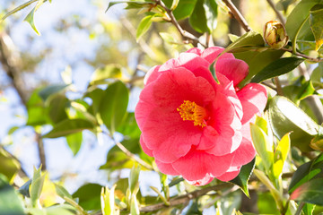 綺麗な椿の花