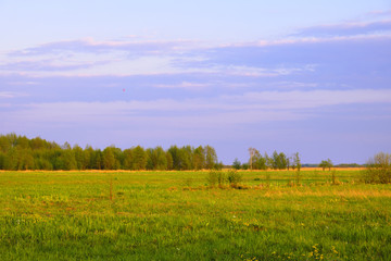 Panoramic view of wetlands covered with early spring green grass and woods in Biebrza River wildlife refuge in north-eastern Poland.