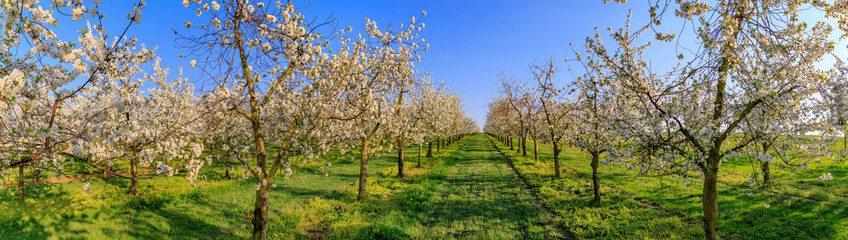 Fototapeta na wymiar Panorama of a white blooming symmetrical cherry tree plantation
