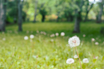 Fluff dandelion in th field