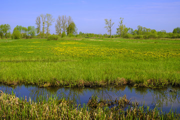 Panoramic view of wetlands covered with early spring green grass and woods in Biebrza River wildlife refuge in north-eastern Poland.