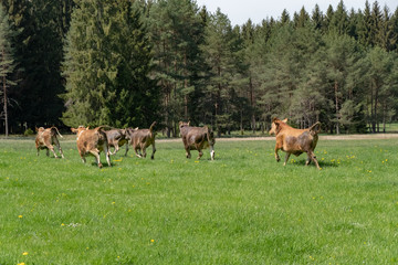 Naklejka premium Kuhweide