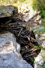 torrent