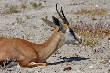 Springbock (Antidorcas marsupialis) im Etosha Nationalpark (Namibia)