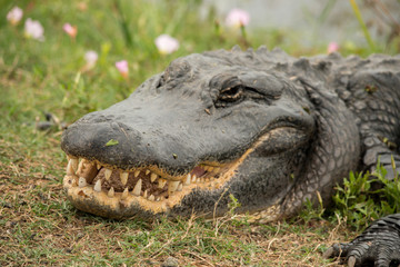 Alligator in Brazos Bend State Park, Texas