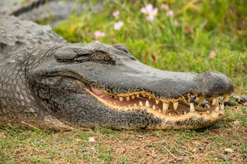 Alligator in Brazos Bend State Park, Texas