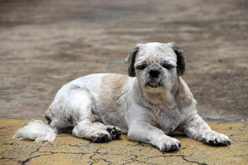 Shih Tzu dog short hair cut and laying down on the street floor. it is a dog of a breed with long, silky, erect hair and short legs.