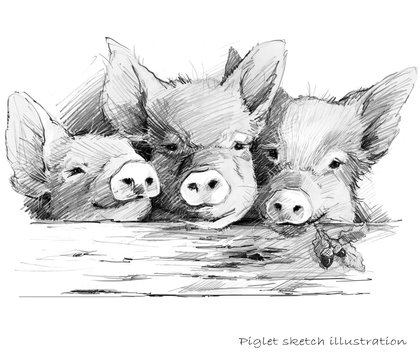 Cat Pencil Drawing Photos Royalty Free Images Graphics Vectors Videos Adobe Stock